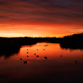 Federsee im Abendrot